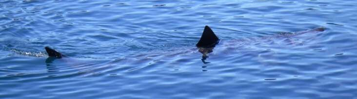 Basking Shark