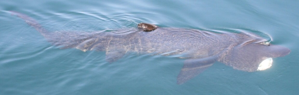 Basking shark