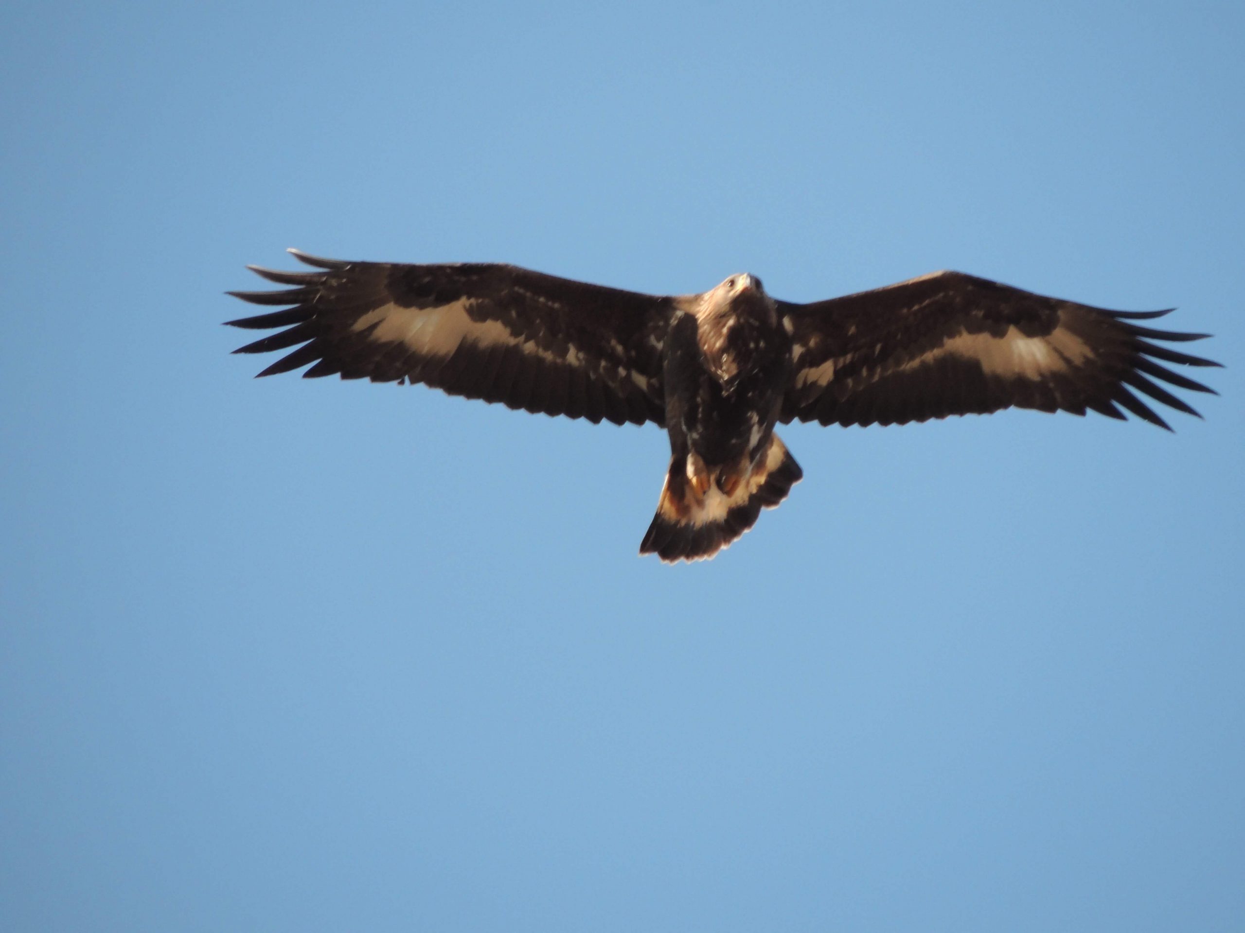 Golden Eagle