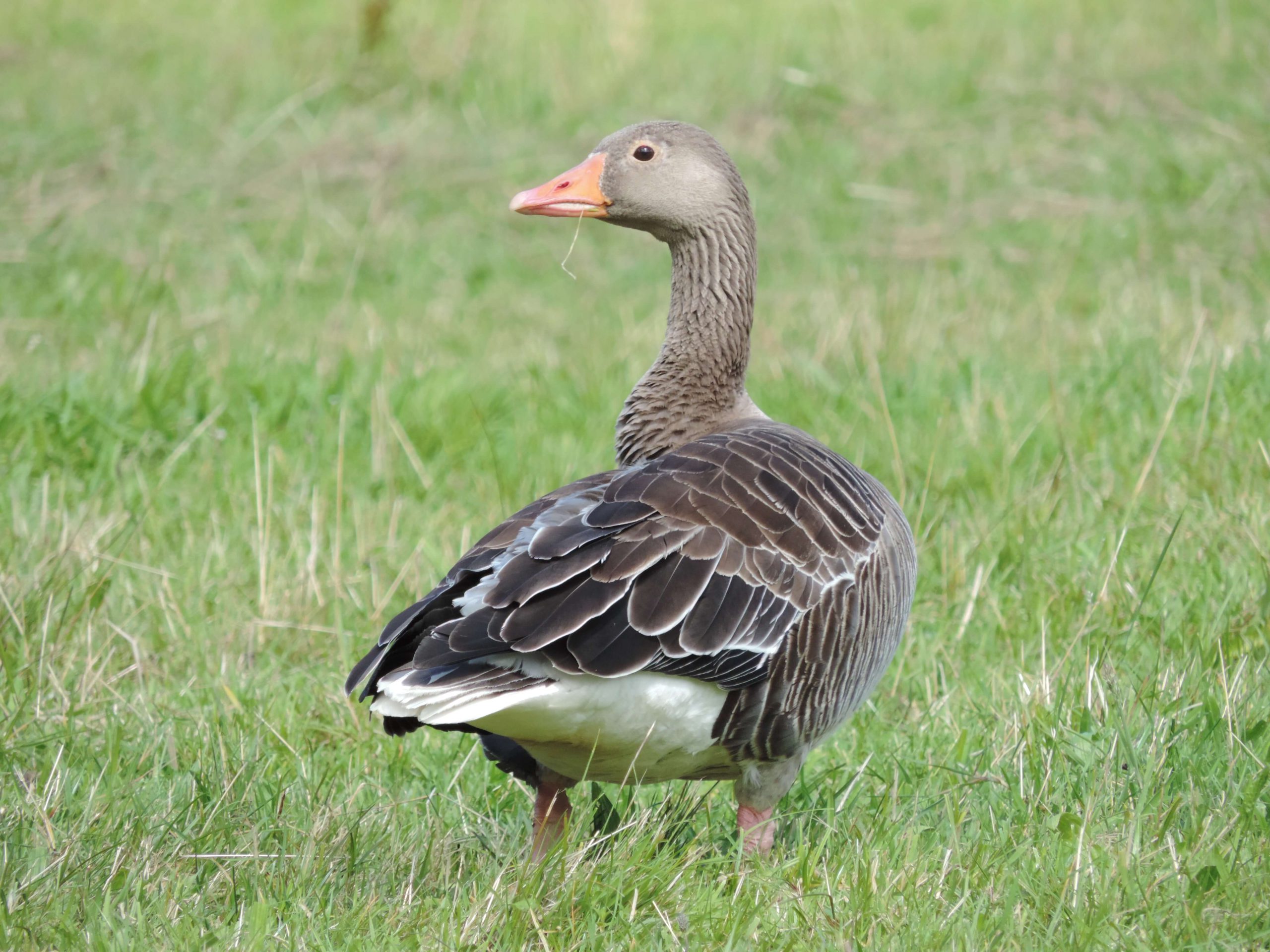 Greylag Goose