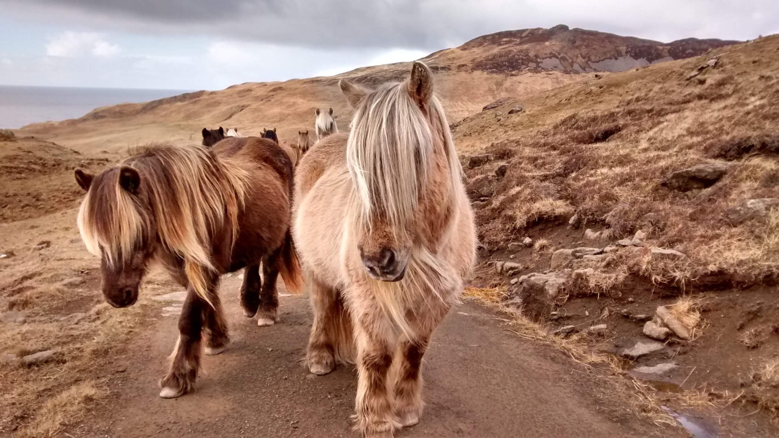 Rum Ponies at Harris