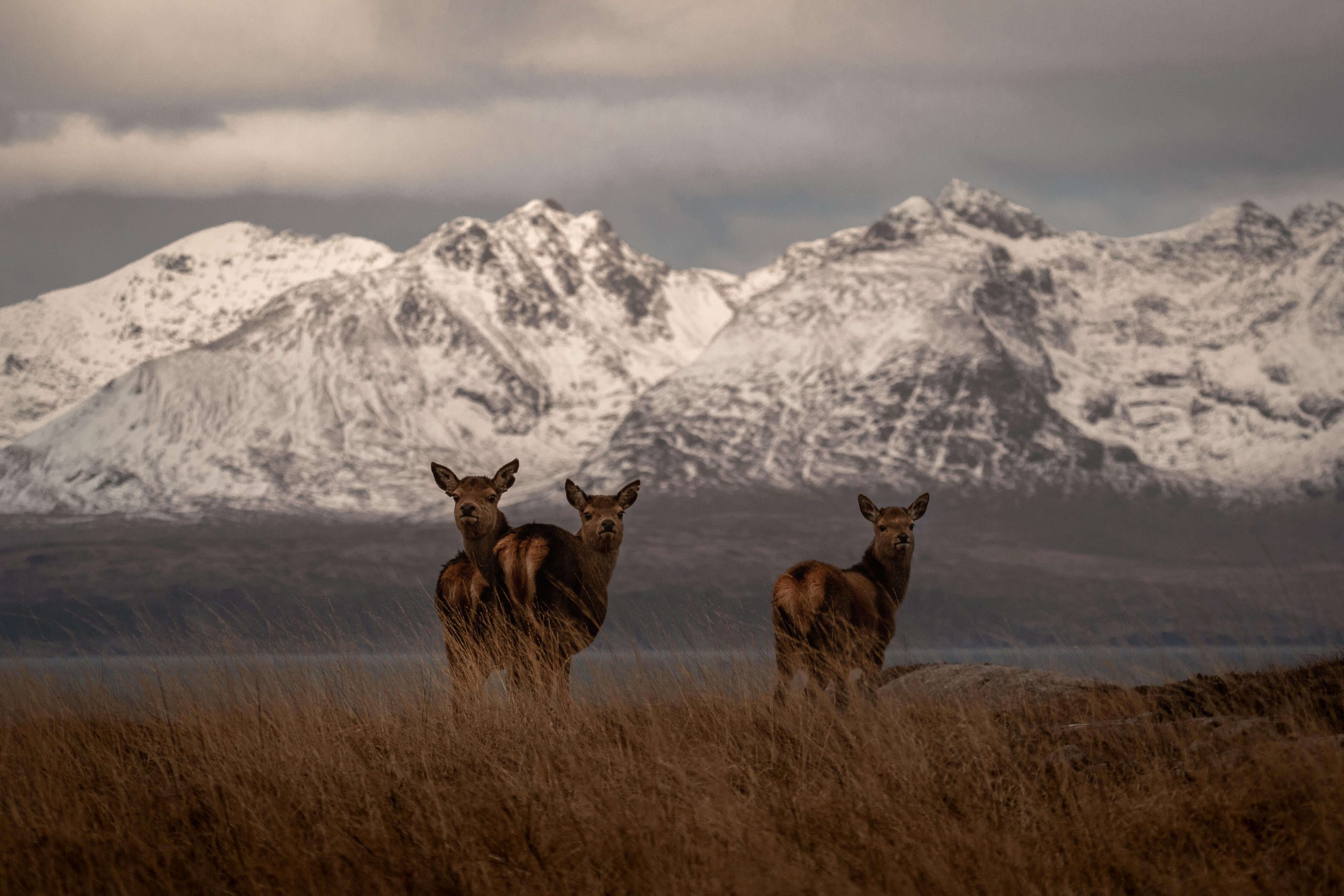 Bird & Wildlife Watching