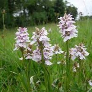 Heath spotted orchid