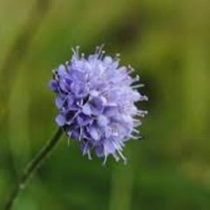 devil's-bit scabious