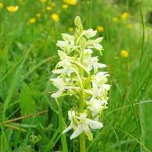 lesser butterfly orchid