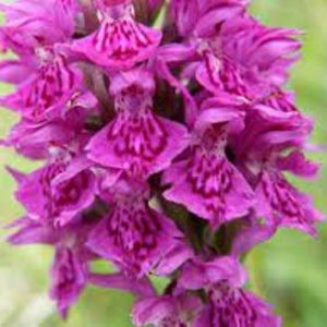 northern marsh orchid