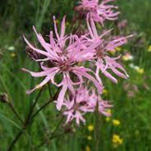 ragged robin