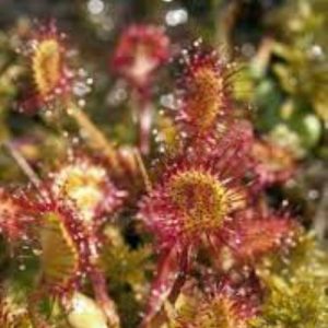 sundew