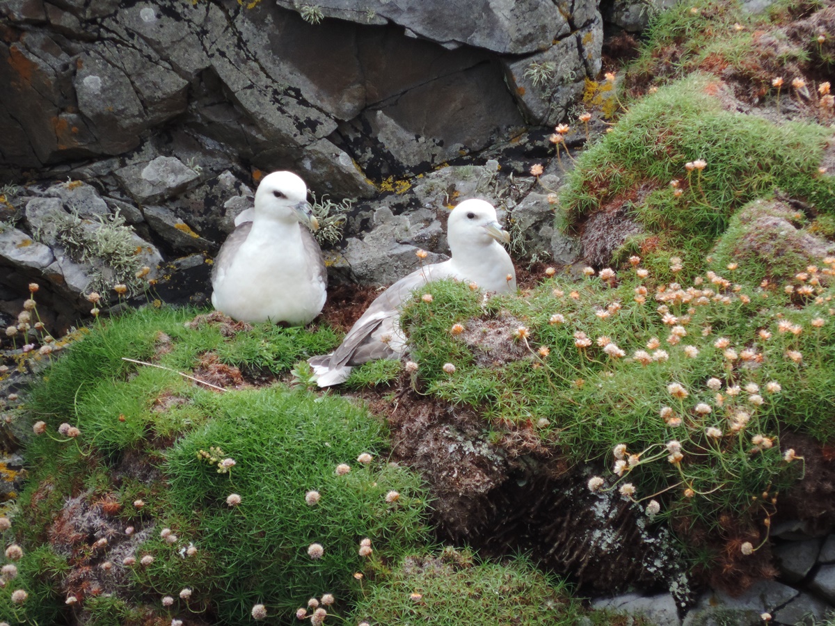 Fulmars AM